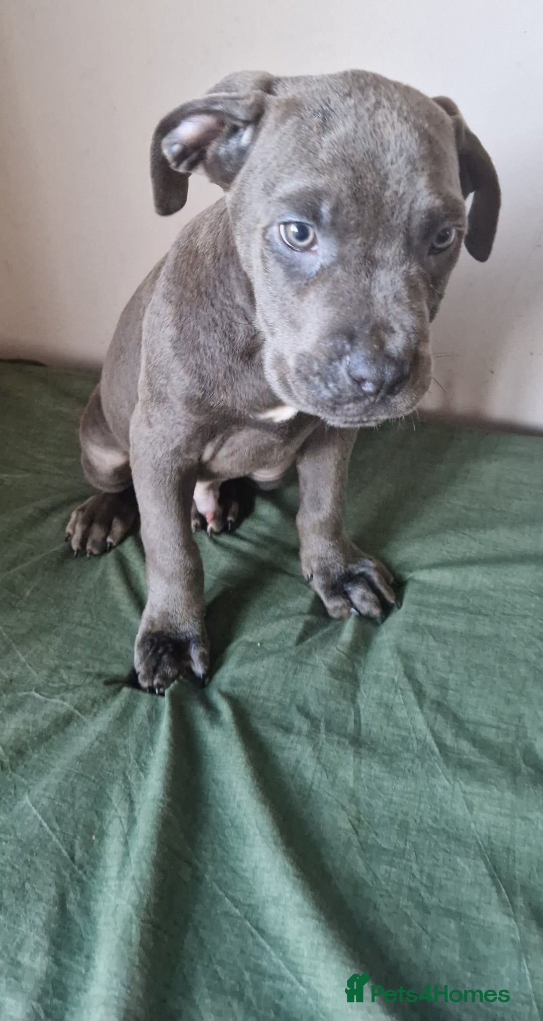 Cane Corso dogs for sale: Purebred Cane Corso Brindle Boy - Advert 1