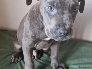 Cane Corso dogs Purebred Cane Corso Brindle Boy - Advert 4