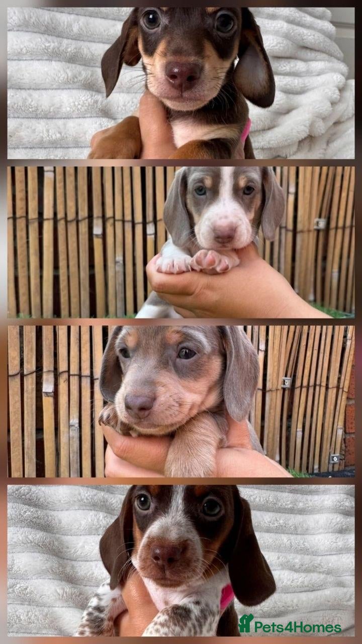 Miniature Dachshund dogs for sale: Lovely miniature dachshunds puppies for sale - Advert 11