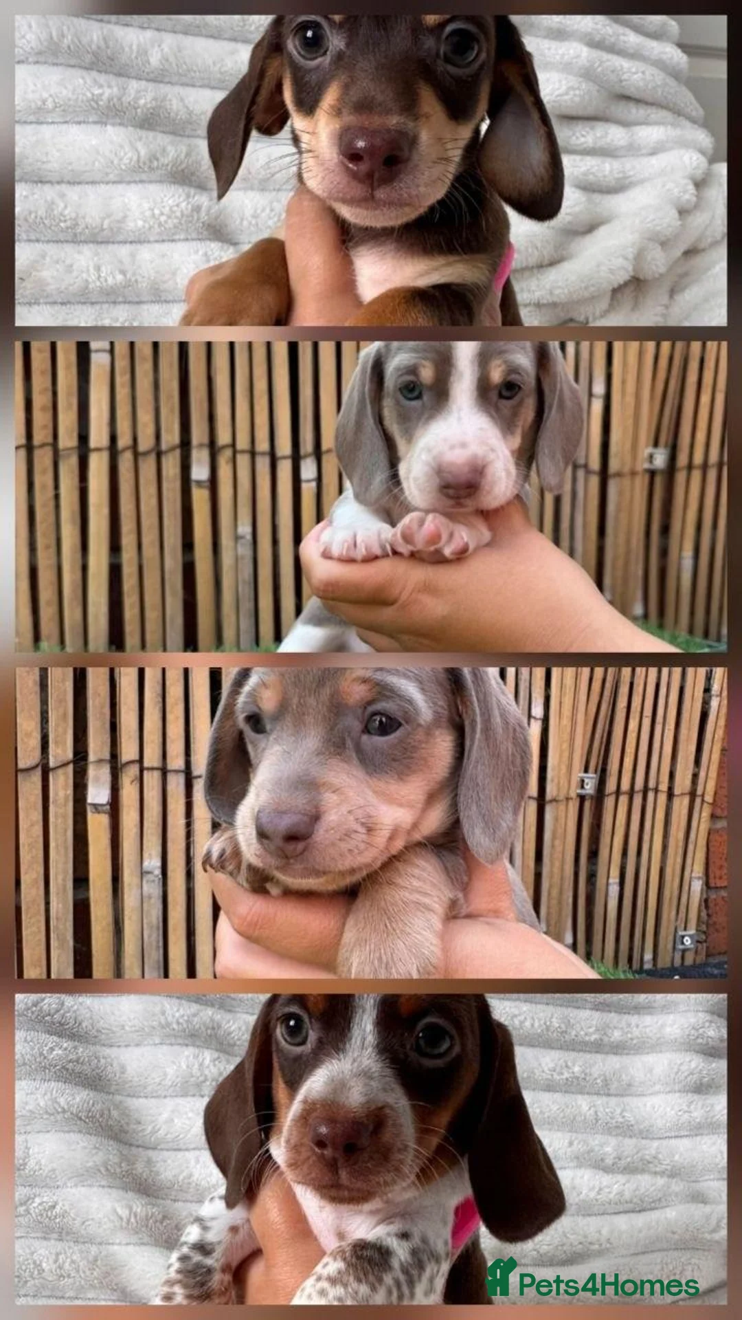 Miniature Dachshund dogs for sale: Lovely miniature dachshunds puppies for sale in Norwich - Advert 1