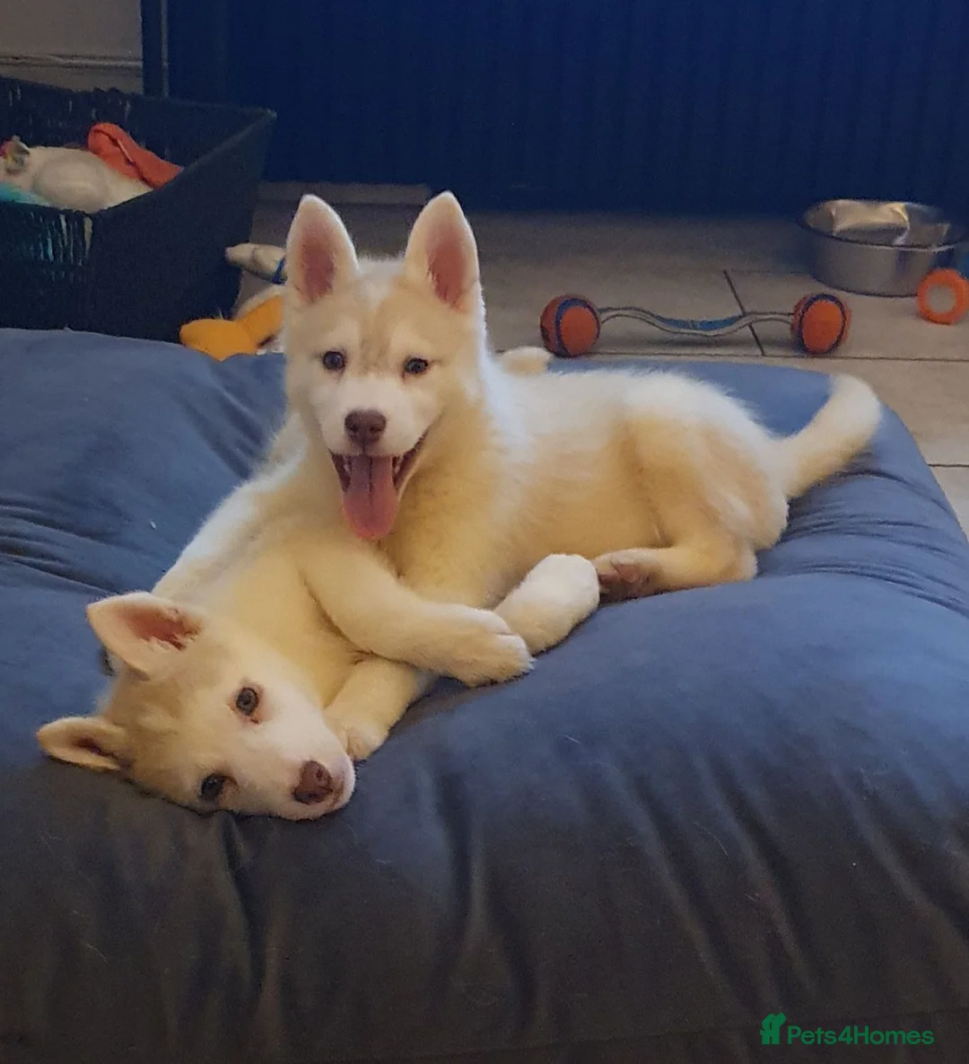 Siberian Husky dogs for sale: KC REG MIXED LITTER 5* BREEDER ON THIS SITE - Advert 12