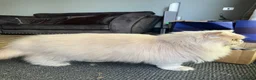 British Longhair cats for sale: Adult Fawn British Longhair Female - Advert 3