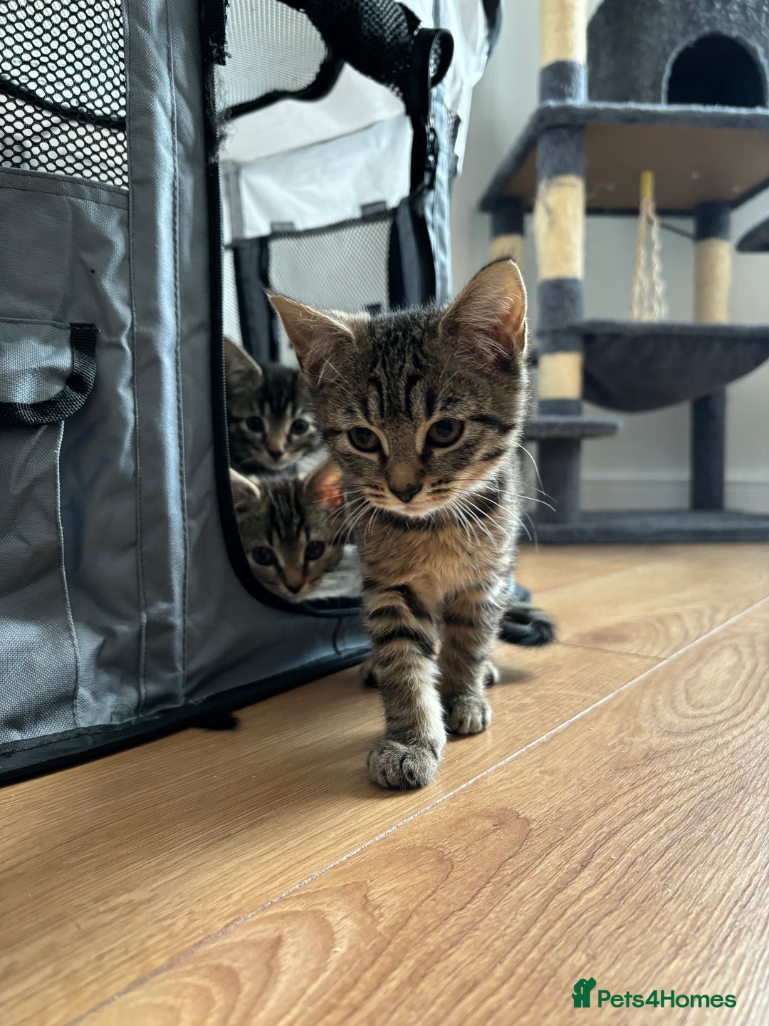 American Shorthair cats for sale: 🌟5 Adorable Kittens Ready For 4ever Home 🌟 - Advert 5