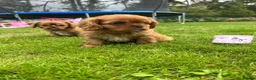 Cavalier King Charles Spaniel dogs for sale: We have two deep red Cavaliers available - Advert 4