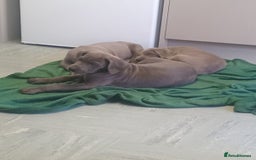 Great Dane dogs for sale: Great Dane puppies  - Image 5