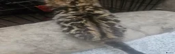 Bengal cats for sale: Cashmere Bengal boy kittens - Advert 2