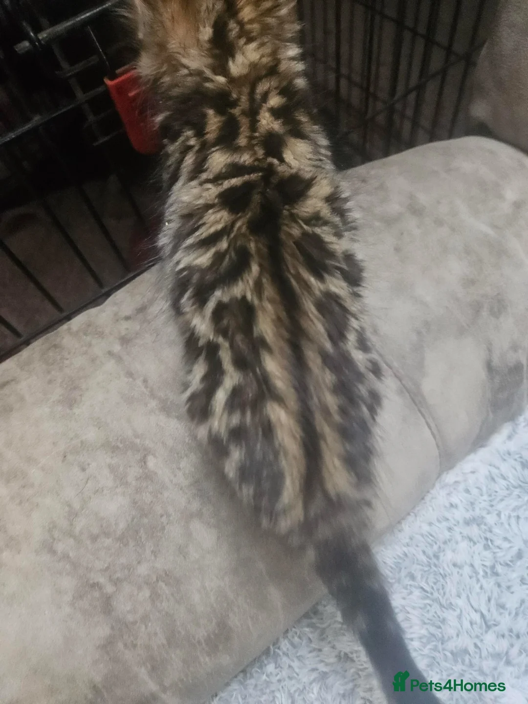 Bengal cats for sale: Cashmere Bengal boy kittens - Advert 2