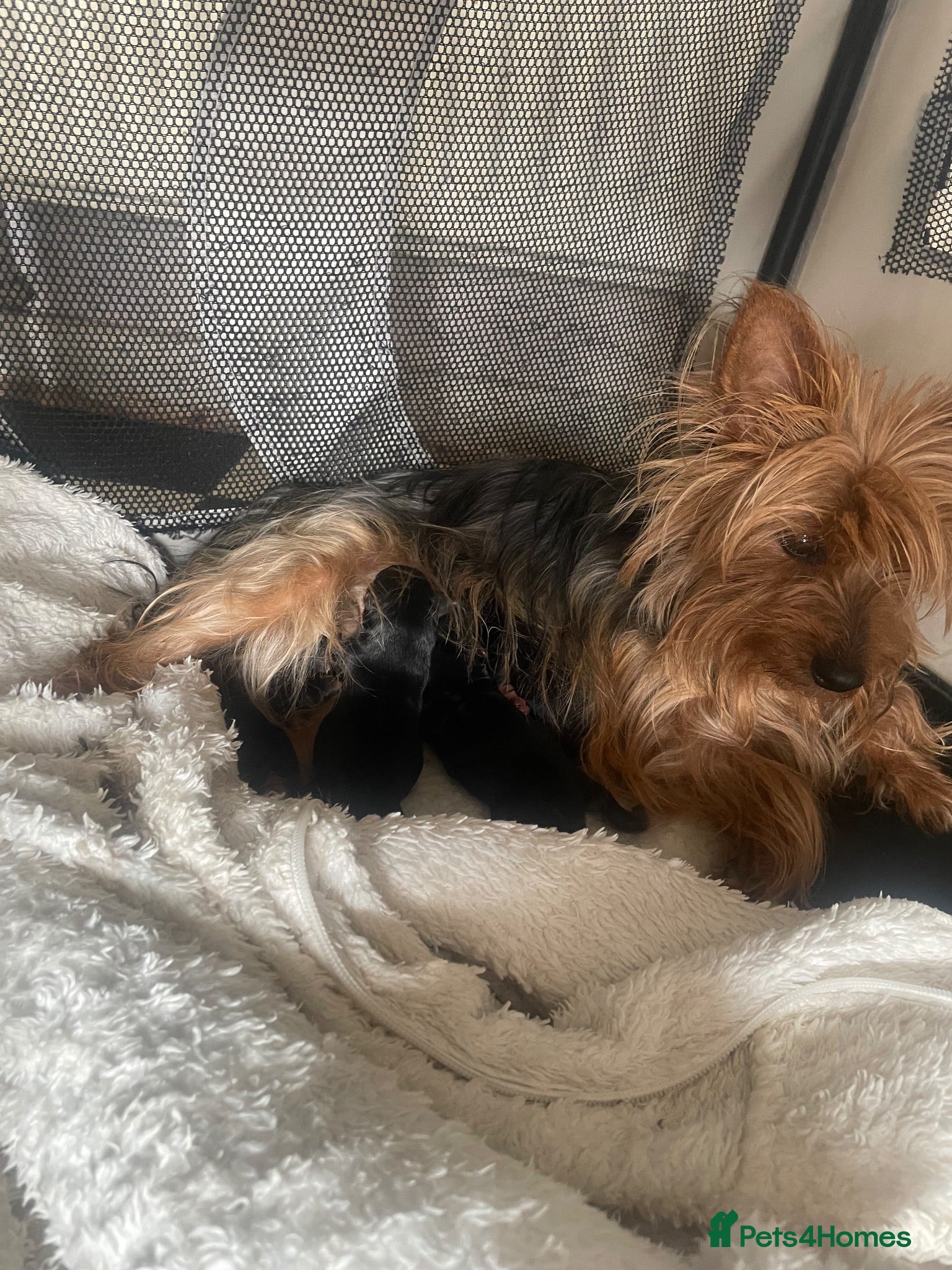 Yorkshire Terrier dogs Yorkshire Terrier puppies 🐶  - Advert 1