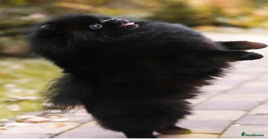 Pomeranian dogs - Advert 4
