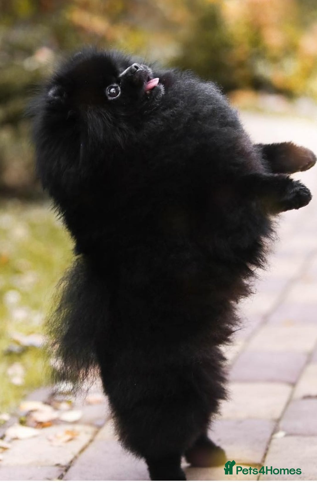 Pomeranian dogs for sale: Outstanding 💖re-available!All info below ⬇️ 35+🏆 - Image 3