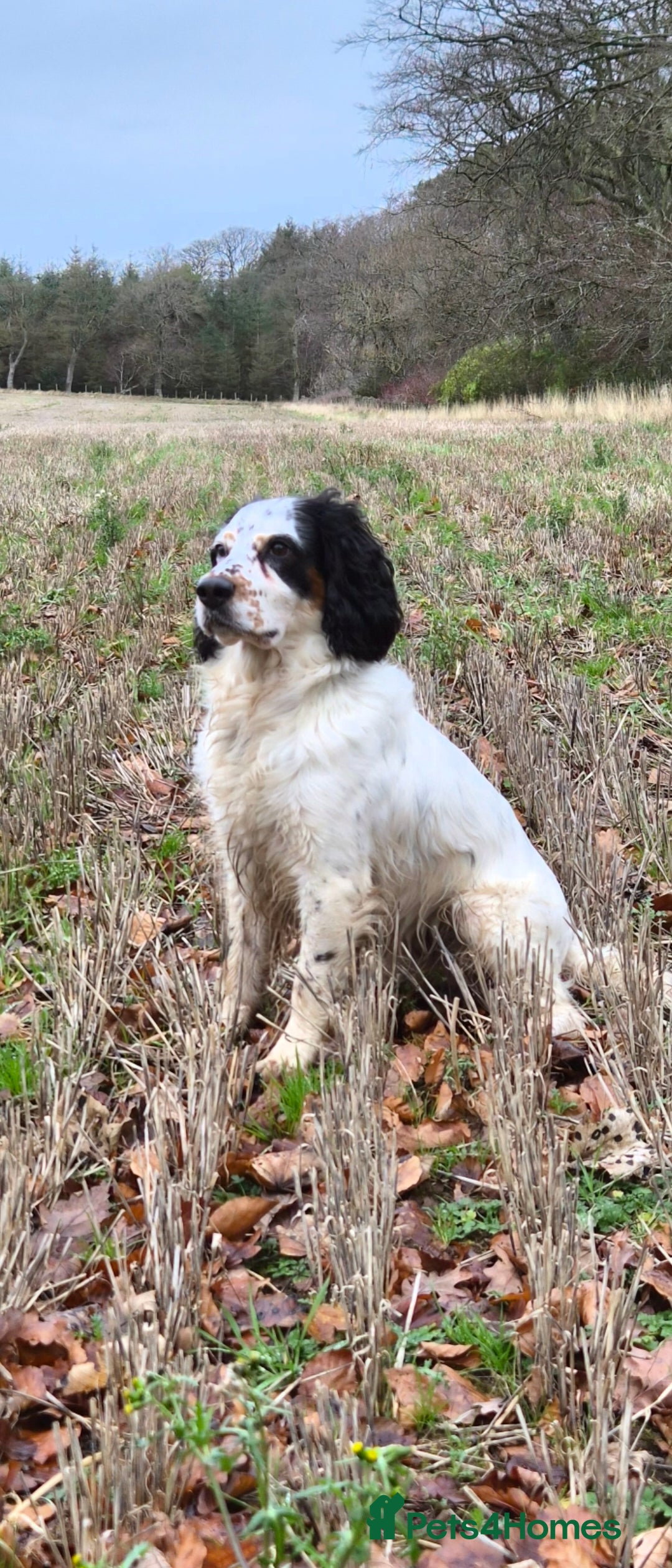 Sprocker dogs for sale: Sprocker Spaniel Puppies - Advert 5