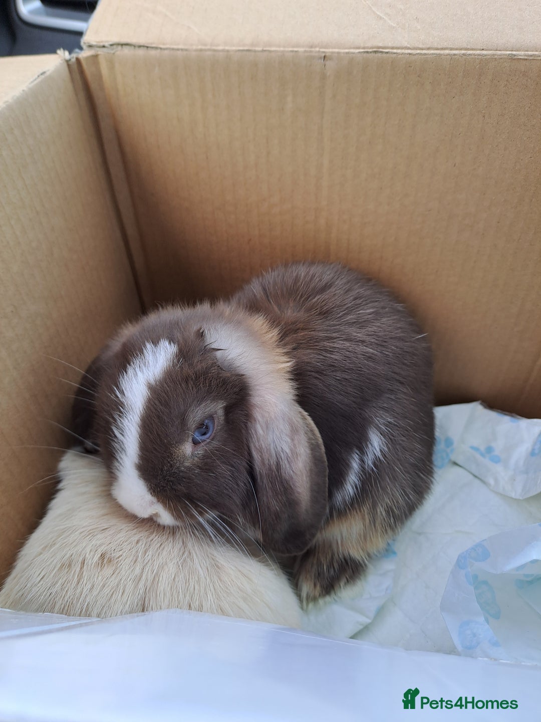 Mini Lop rabbits for sale: Two bonded young buck rabbits - Image 2