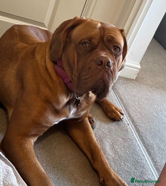 Dogue De Bordeaux dogs Beautiful KC Registered Dogue de Bordeaux Puppies - Advert 2