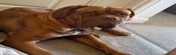 Dogue De Bordeaux dogs for sale: Beautiful KC Registered Dogue de Bordeaux Puppies - Advert 2