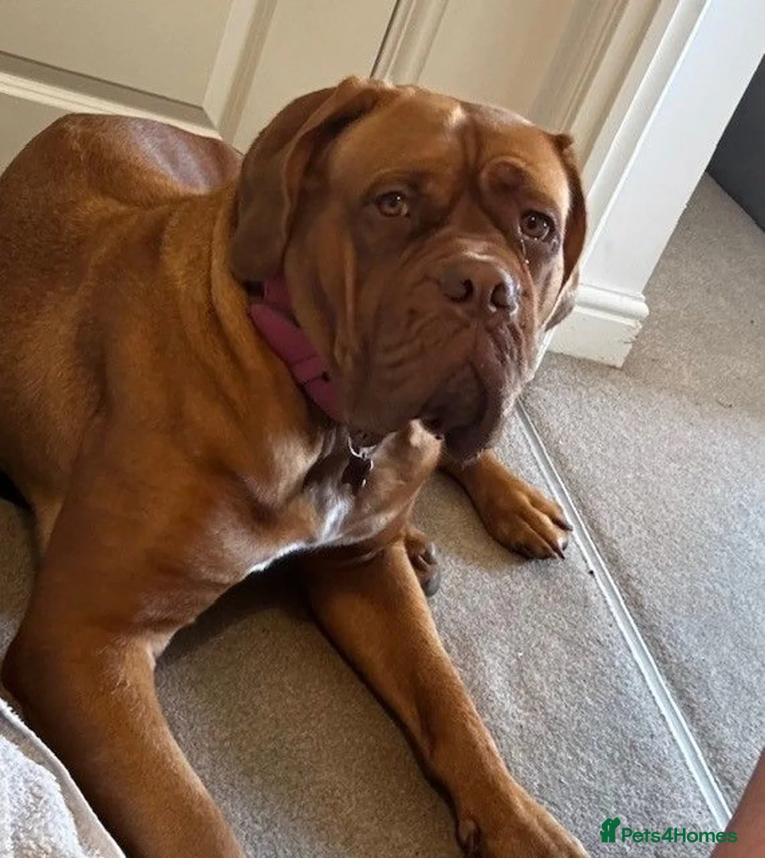 Dogue De Bordeaux dogs for sale: Beautiful KC Registered Dogue de Bordeaux Puppies - Advert 2