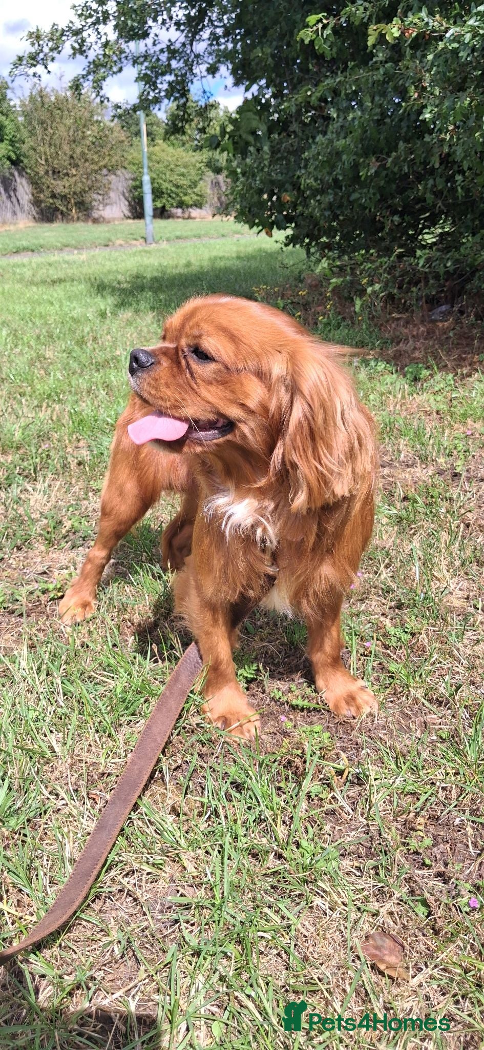 Cavalier King Charles Spaniel dogs KC Registered Stanley the King Charles  - Advert 2