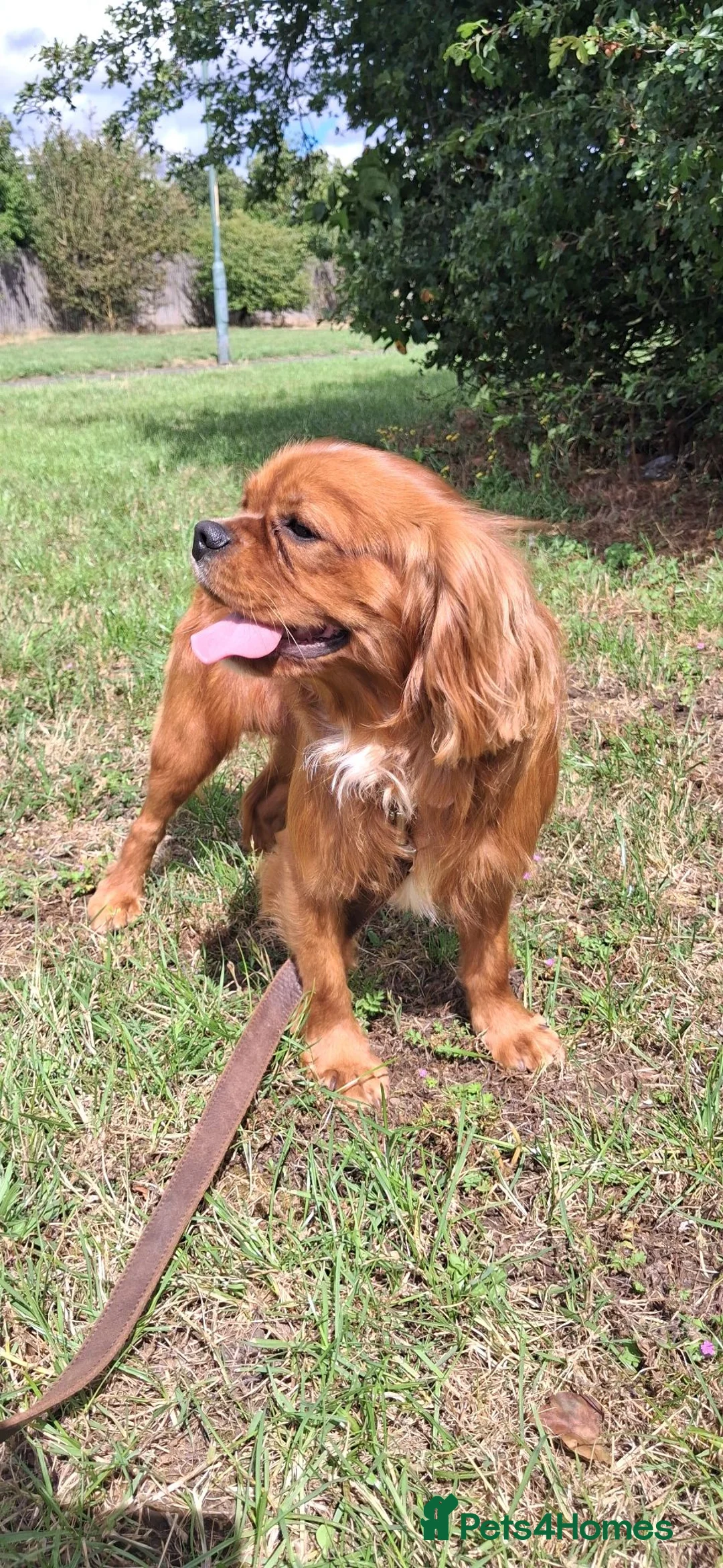 Cavalier King Charles Spaniel dogs for stud: KC Registered Stanley the King Charles  - Advert 1