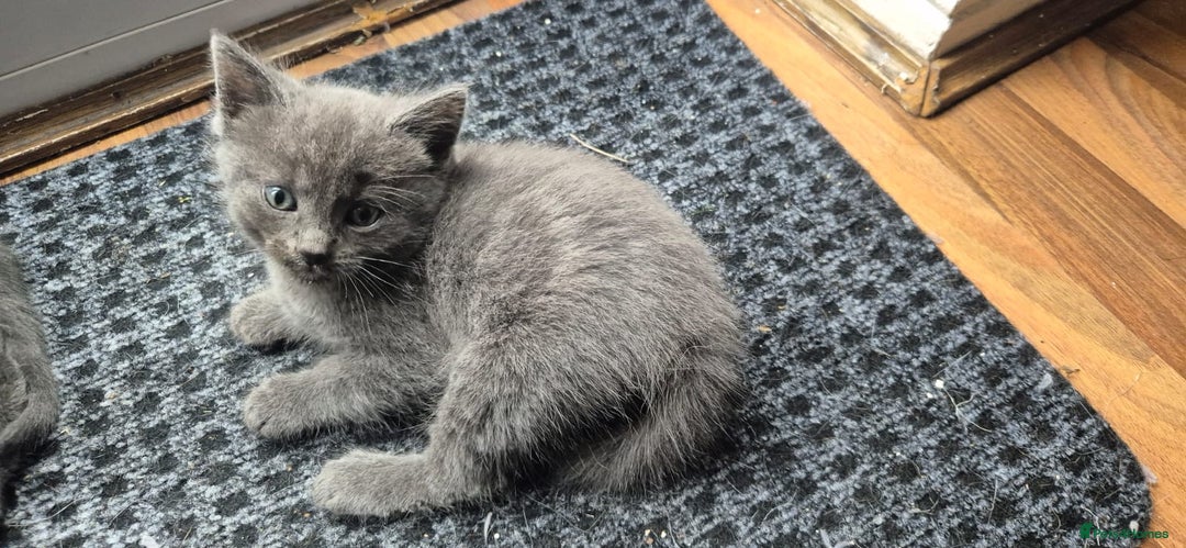 Ragdoll cats for sale: Randoll X Kittens - Image 6