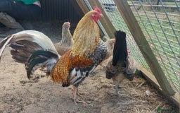 Chickens poultry for sale: Quad of Dom American Game Birds - Image 1