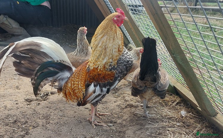 Chickens poultry - Advert 3
