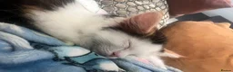 Ragdoll cats for sale: Beautiful Ragdoll Kittens - Advert 16