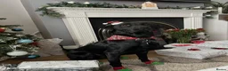 Labrador Retriever dogs for stud: Labrador available for stud in Cardiff - Advert 4