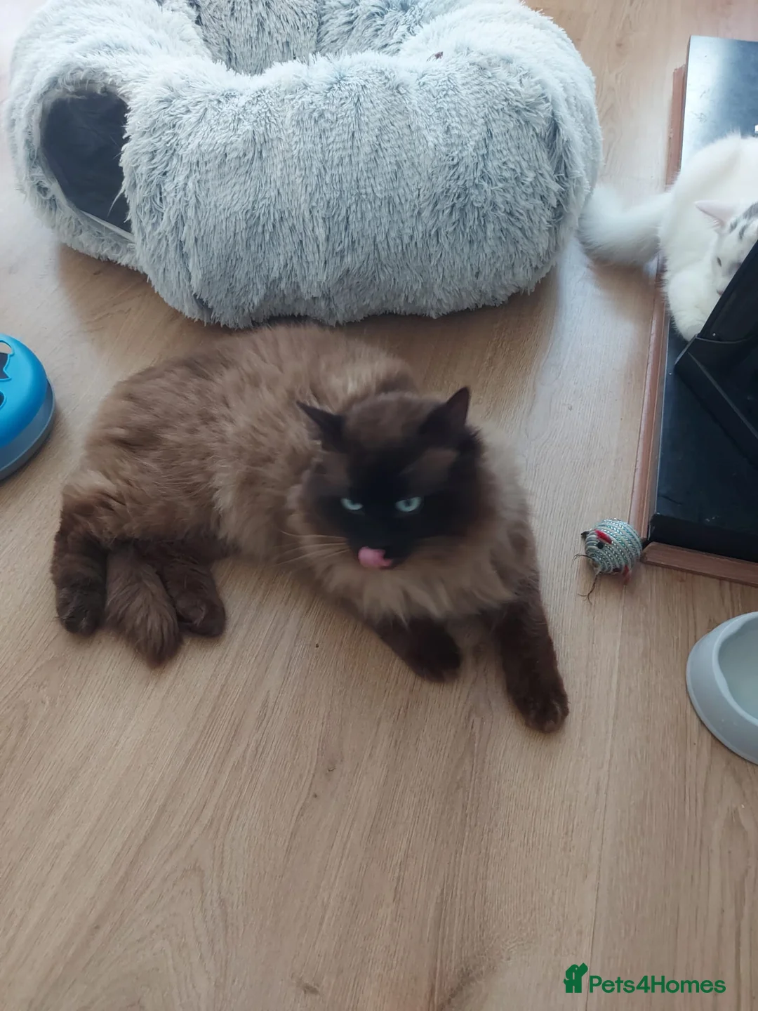 Ragdoll cats for stud: Proven chunky Ragdoll available for Stud  in Hull - Advert 11