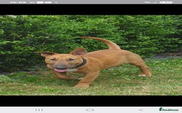 Bull Terrier dogs for stud: Proved Bull Terrier stud x 2 - Image 10