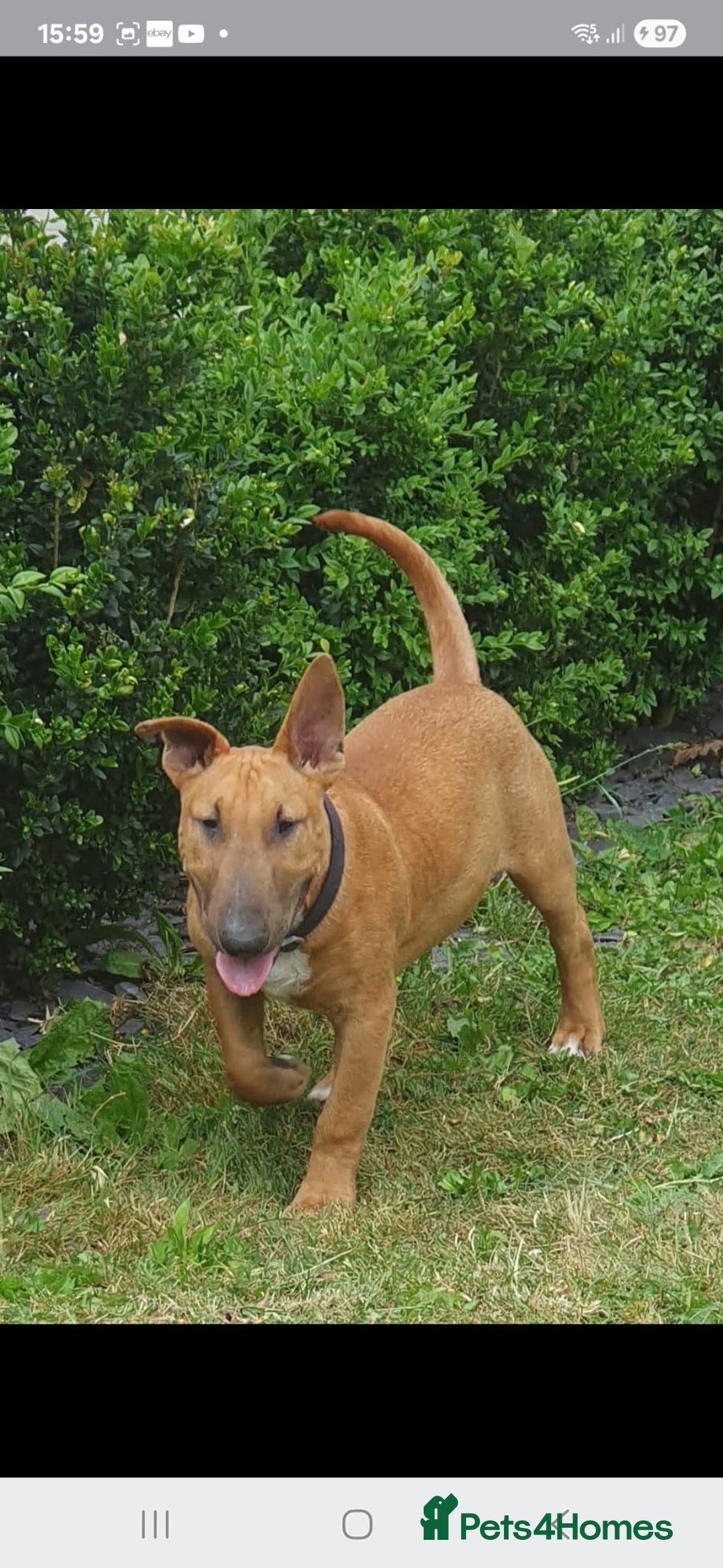 Bull Terrier dogs for stud: Proved Bull Terrier stud x 2 - Image 10