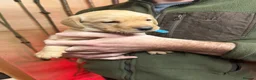 Labrador Retriever dogs for sale: Working labrador puppies  in Seascale - Advert 3