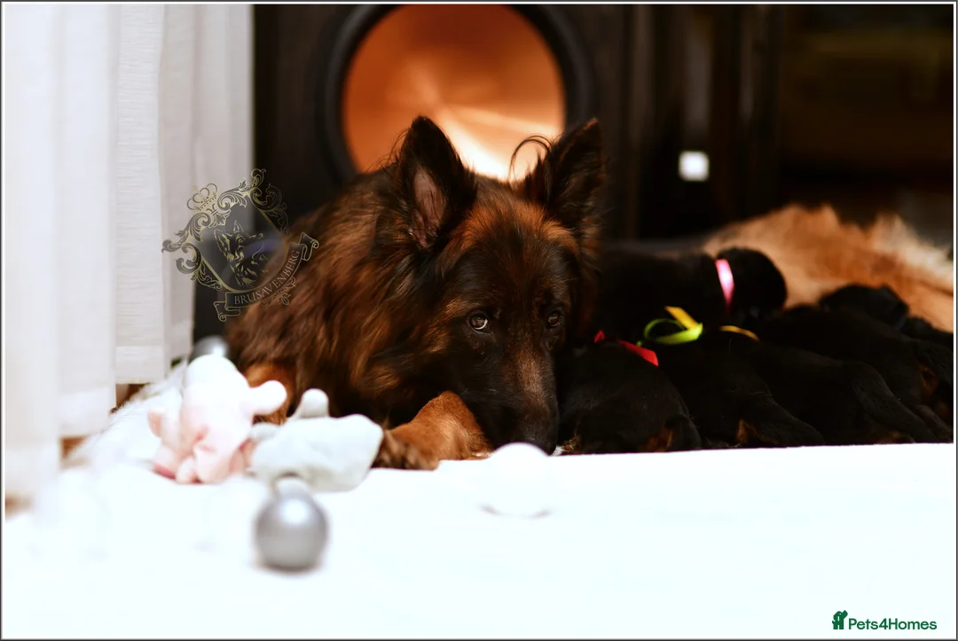 German Shepherd dogs for sale: LONGHAIRED SHOW TYPE GSD PUPPIES - Advert 34