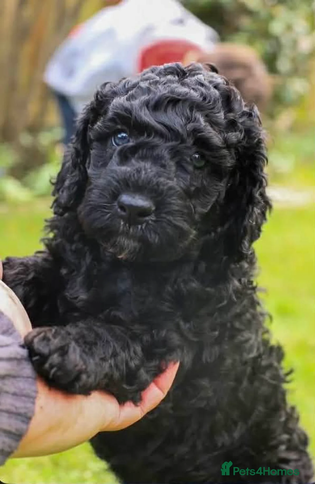 Cockapoo dogs for sale: 2 male cockapoo puppies in Montgomery - Advert 10