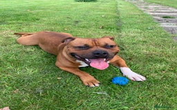 Staffordshire Bull Terrier dogs for sale: Stunning red staffie puppy - Image 10