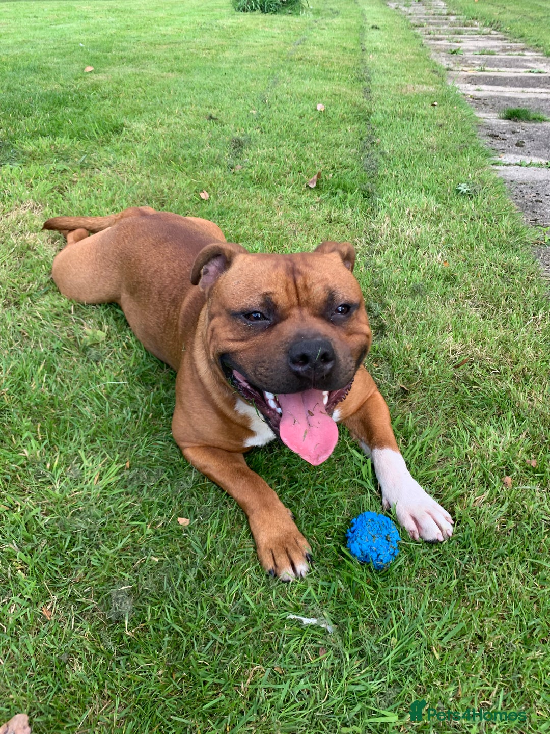 Staffordshire Bull Terrier dogs for sale: Stunning red staffie puppy - Image 10