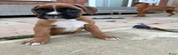 Boxer dogs for sale: Stunning KC Registered Boxer Puppies in Ipswich - Advert 14