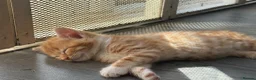Mixed Breed cats for sale: 5 MIXED KITTENS  - Advert 6