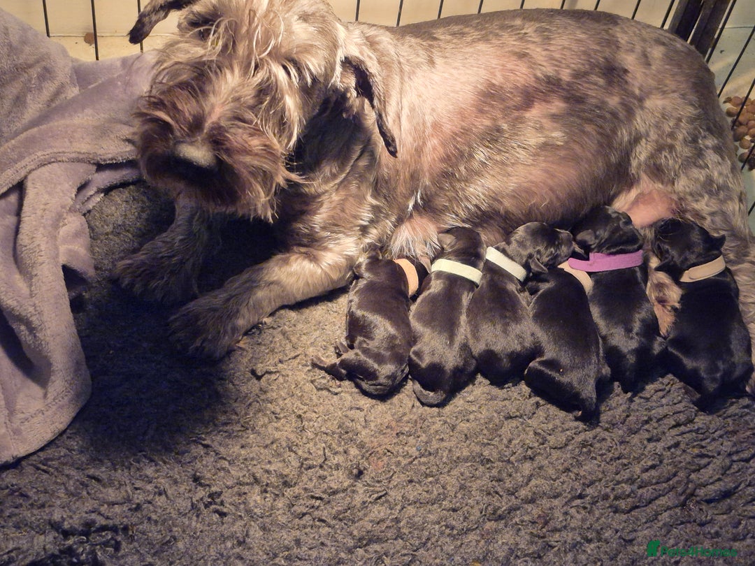 Cesky Terrier dogs for sale: CESKY TERRIER PUPPIES. advance notice - Advert 21