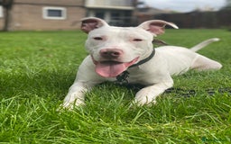 Mixed Breed dogs for sale: Stunning White Male - Image 2