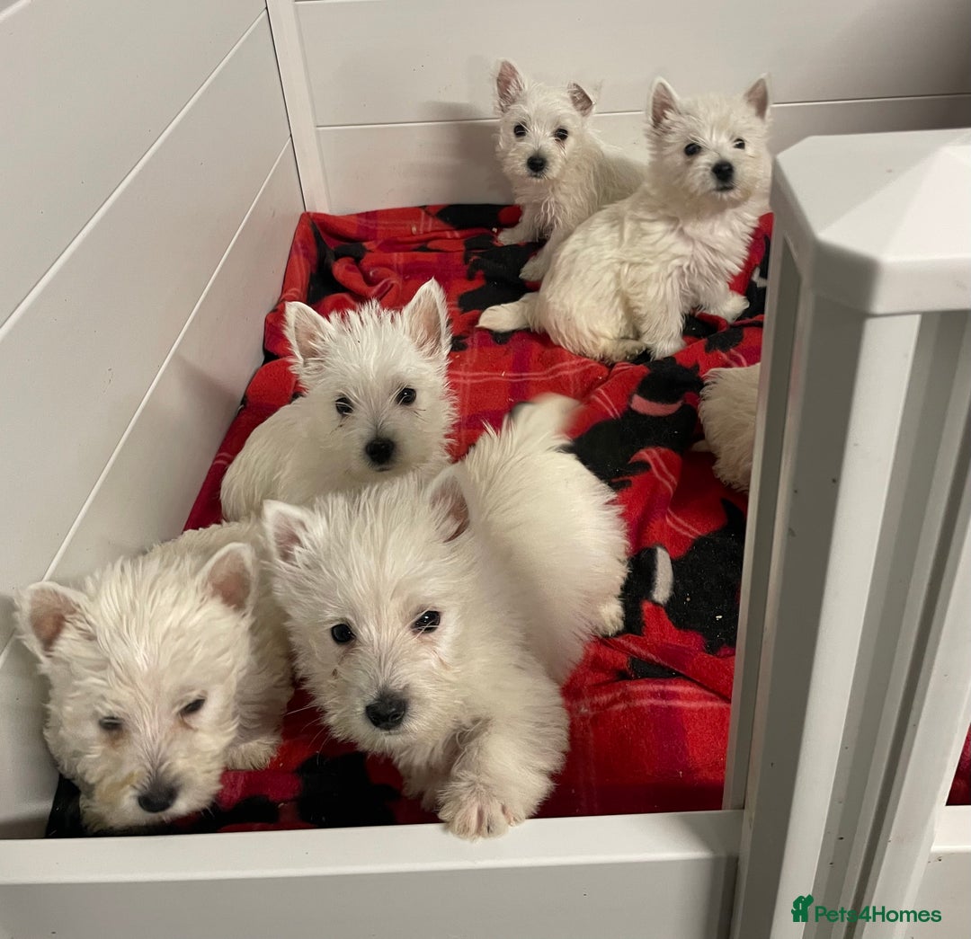 West Highland Terrier dogs for sale: Beautiful Westie puppies  - Image 1
