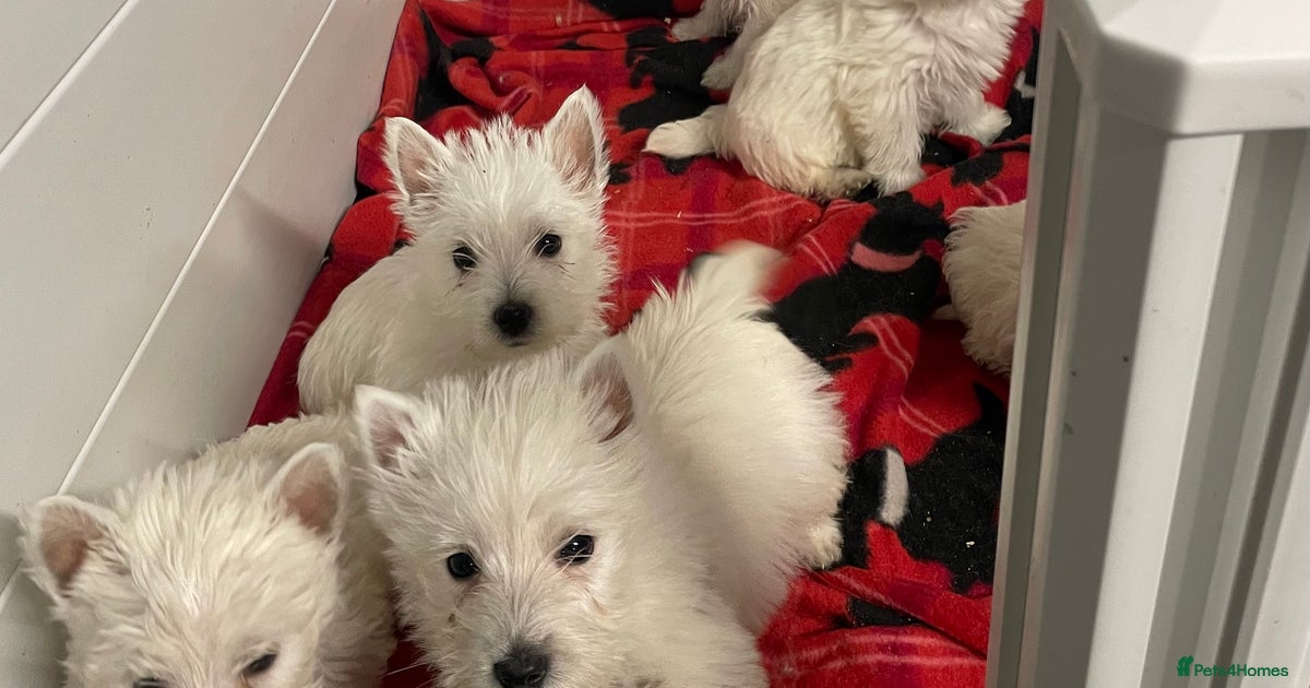 Beautiful Westie puppies for sale in Llandovery Pets4Homes