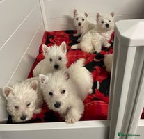 West Highland Terrier dogs - Advert 3