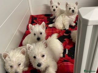 West Highland Terrier dogs - Advert 2