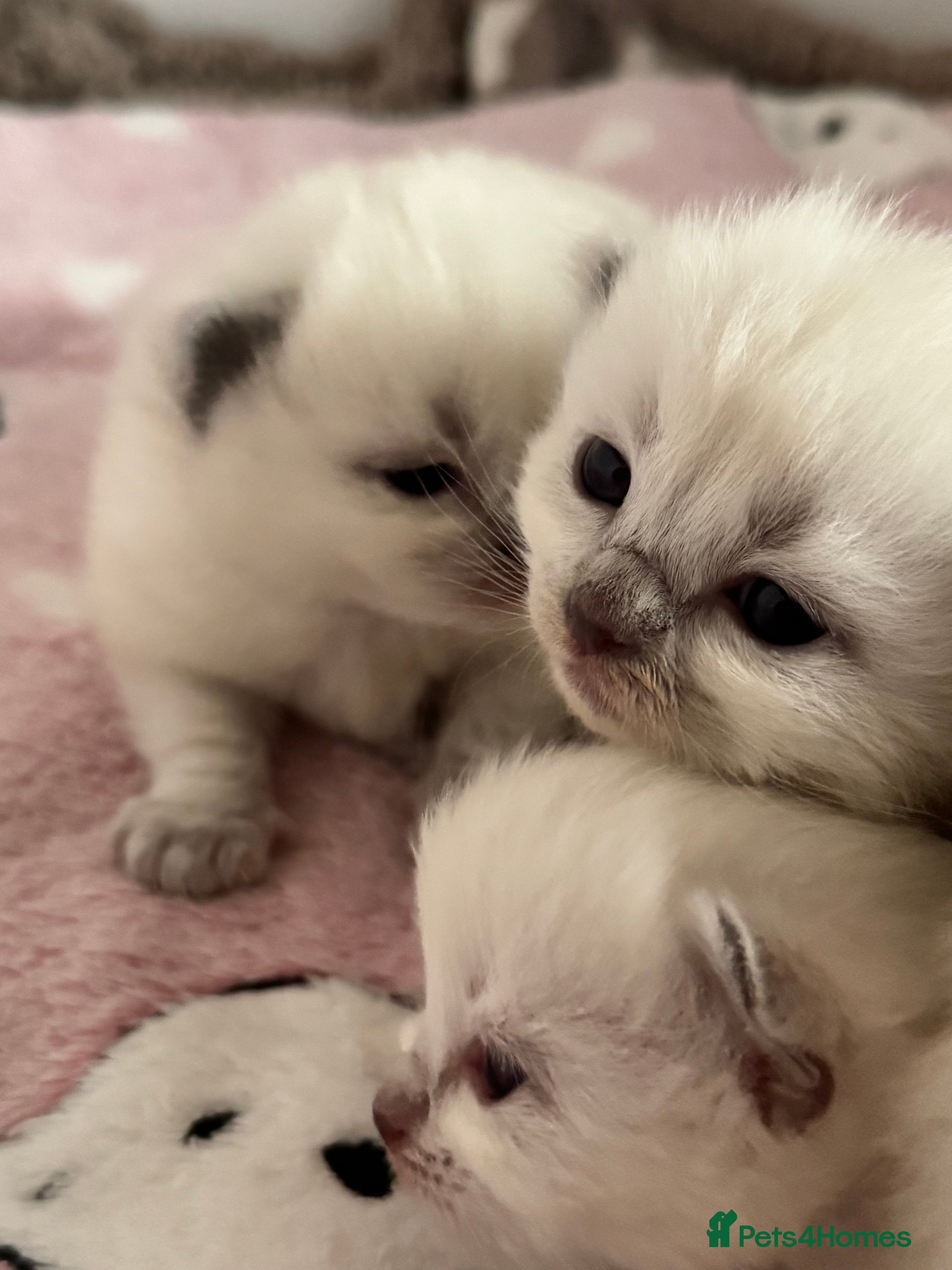 Ragdoll cats Stunning Bluepoint Ragdoll GCCF pedigree Kittens - Advert 2