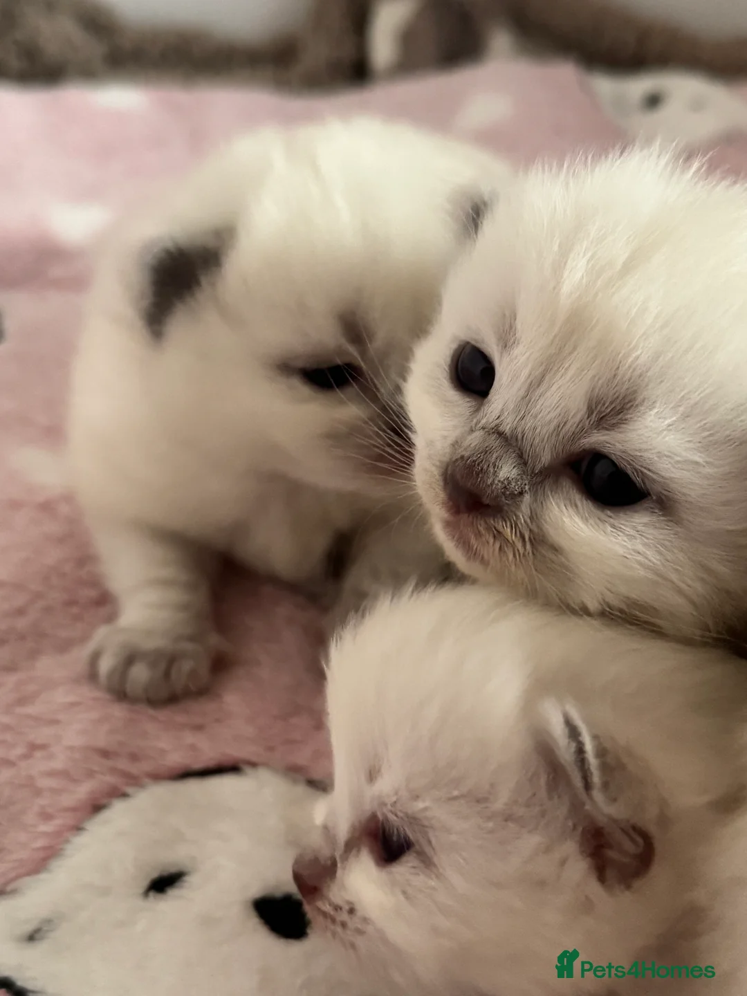 Ragdoll cats for sale: Stunning Bluepoint Ragdoll GCCF pedigree Kittens - Advert 2