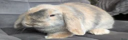 Mini Lop rabbits for sale: Beautiful Bunnies.  - Advert 9
