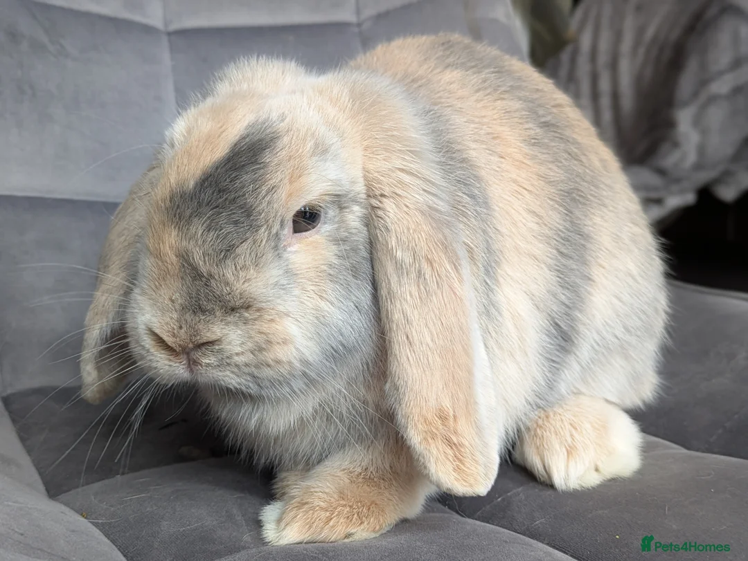 Mini Lop rabbits for sale: Beautiful Bunnies.  - Advert 9