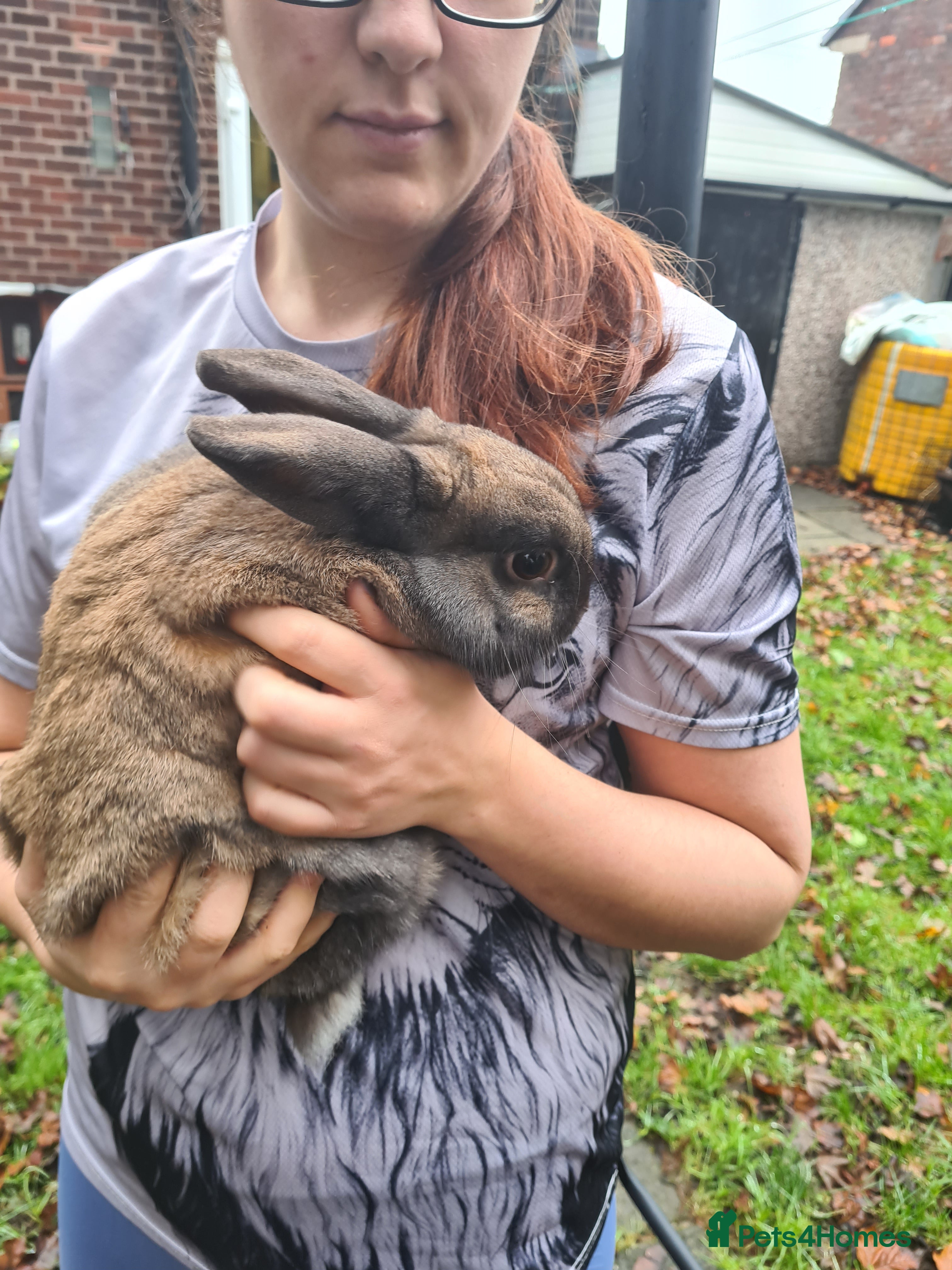 Mini Lop rabbits Male mini lop X lion head - Advert 19