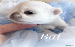 Chihuahua dogs for sale: KC qulity LC cream/white chihuahua puppies  - Image 5