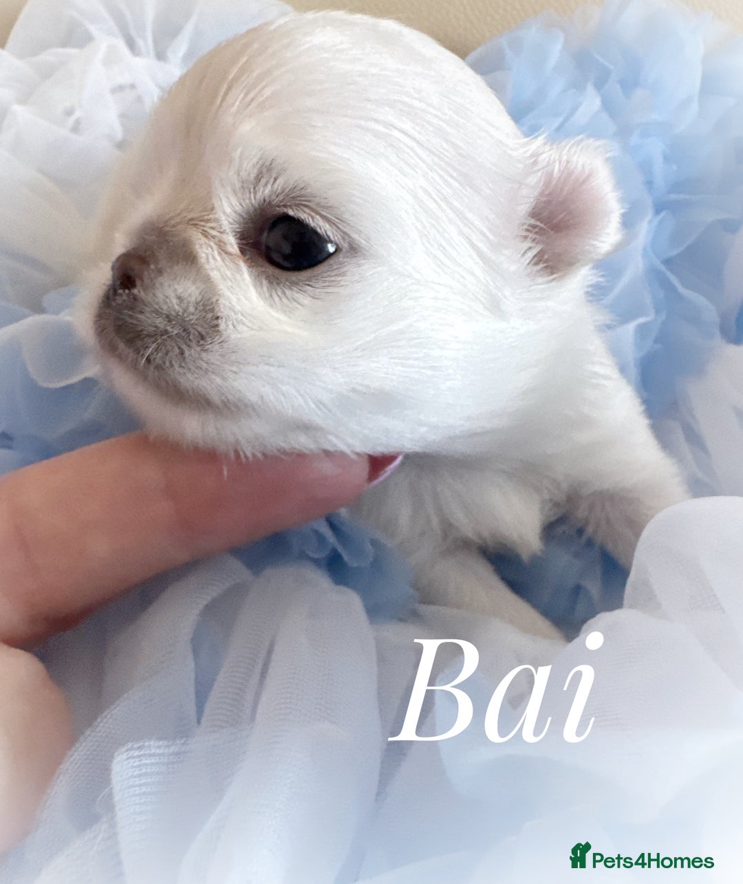 Chihuahua dogs for sale: KC qulity LC cream/white chihuahua puppies  - Image 5