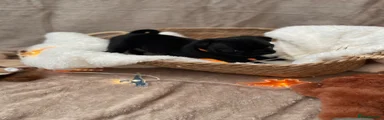 Orange collar